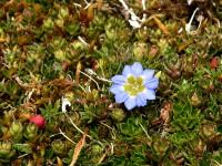 Gentiana (Gentiana sedifolia)