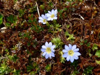 Gentiana (Gentiana sedifolia)