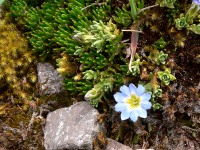 Gentiana (Gentiana sedifolia)