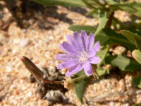 Lactuca (Lactuca tatarica)