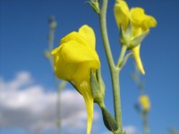 Linaria (Linaria genistifolia)