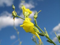 Linaria (Linaria genistifolia)