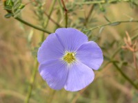 Flax (Linum austriacum)