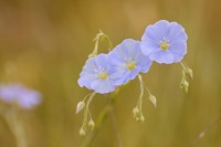 Flax (Linum austriacum)