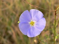 Flax (Linum austriacum)