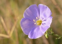 Flax (Linum austriacum)
