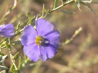Flax (Linum austriacum)