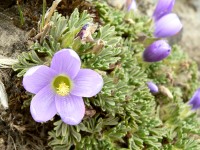 Nototriche hartwegii