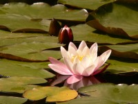 Water Lily (Nymphaea Marliacea Rosea)