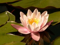 Water Lily (Nymphaea Marliacea Rosea)
