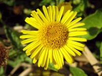 Pulicaria uliginosa