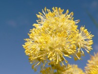 Thalictrum glaucum