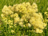 Thalictrum glaucum