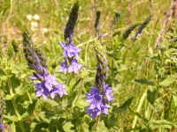 Large Speedwell (Veronica teucrium)
