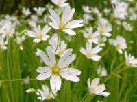 Addersmeat, or Greater Stitchwort (Stellaria holostea)