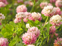 Alsike Clover (Trifolium hybridum)