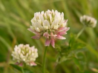 Alsike Clover (Trifolium hybridum)