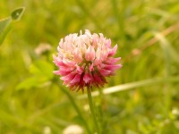 Alsike Clover (Trifolium hybridum)