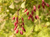 Barberry (Berberis vulgaris)