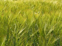Two-Rowed Barley (Hordeum distichon)