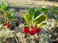 Bearberry (Arctostaphylos uva-ursi)