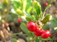 Bearberry (Arctostaphylos uva-ursi)
