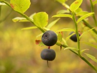 Common Bilberry (Vaccinium myrtillus)