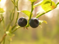 Common Bilberry (Vaccinium myrtillus)