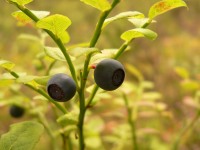 Common Bilberry (Vaccinium myrtillus)