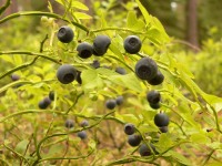Common Bilberry (Vaccinium myrtillus)