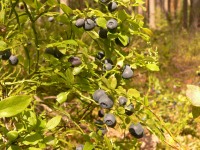 Common Bilberry (Vaccinium myrtillus)