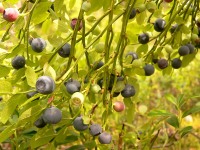 Common Bilberry (Vaccinium myrtillus)