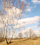 White birch in spring