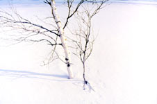 Birch in winter