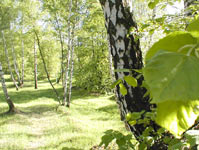 Downy Birch (Betula pubescens)