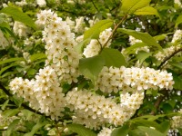 Bird Cherry (Prunus padus)
