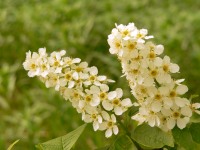 Bird Cherry (Prunus padus)