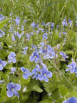 Bird’s-eye speedwell or germander speedwell (Veronica chamaedrys)