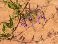 Bittersweet (Solanum dulcamara)