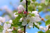 Apple tree (Malus)