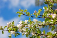 Apple tree (Malus)