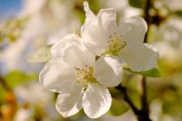 Apple tree (Malus)