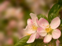 Apple tree (Malus)