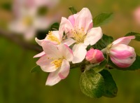 Apple tree (Malus)