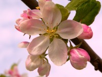 Apple tree (Malus)
