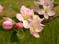 Apple tree (Malus)