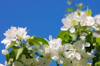 Apple tree (Malus)