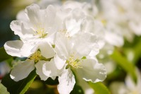 Apple tree (Malus)