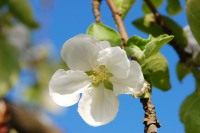 Apple tree (Malus)