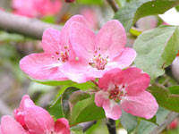 Blossoming of apple tree